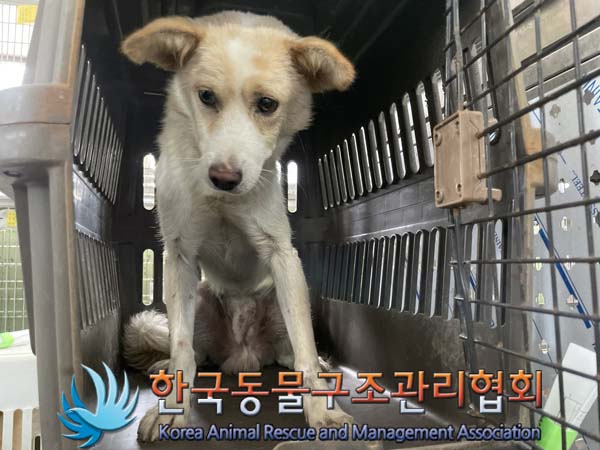 한국동물구조관리협회_441560202401008